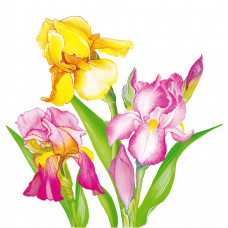 Салфетки 2-слоя 20 листов 33*33 "New Line" FRESCO КРОКУСЫ  1/20